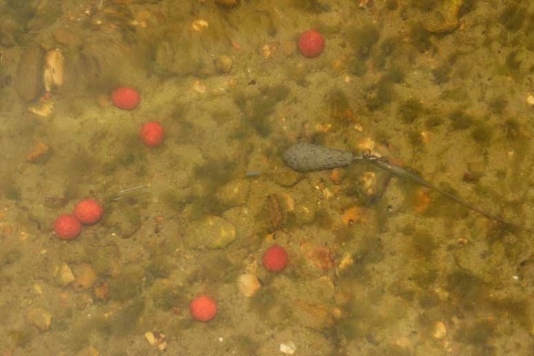 Fishing 4 - 1234520472632872834863306350462n.jpg